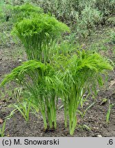 Peucedanum officinale (gorysz lekarski)