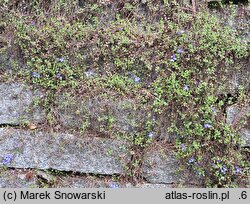 Veronica liwanensis (przetacznik turecki)