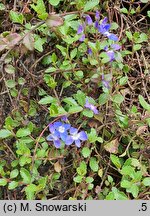 Veronica liwanensis (przetacznik turecki)
