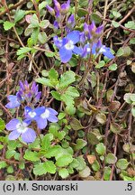 Veronica liwanensis (przetacznik turecki)