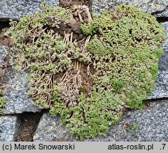 Gypsophila aretioides