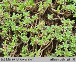 Gypsophila aretioides