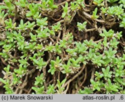 Gypsophila aretioides