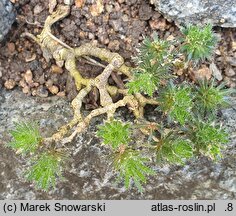 Draba korabensis