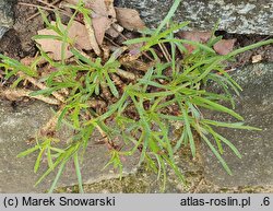 Edraianthus graminifolius (dzwonczyn trawolistny)