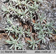 Salvia daghestanica
