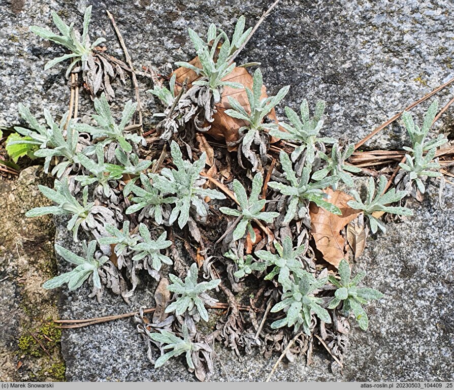 Salvia daghestanica