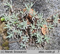 Salvia daghestanica