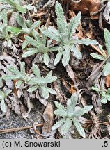 Salvia daghestanica
