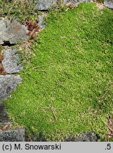 Minuartia stellata