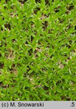 Minuartia stellata