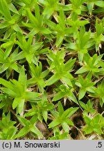 Minuartia stellata