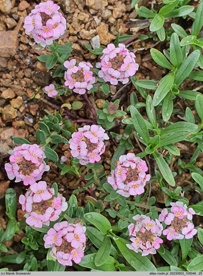 Aethionema saxatile (skrzydlinka skalna)
