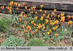 Tulipa clusiana Tubergen's Gem