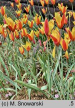 Tulipa clusiana Tubergen's Gem