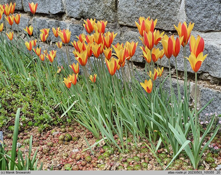 Tulipa clusiana Tubergen's Gem