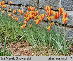 Tulipa clusiana Tubergen's Gem