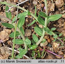 Aethionema saxatile (skrzydlinka skalna)