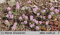 Aethionema saxatile (skrzydlinka skalna)