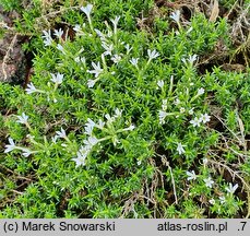 Phlox caespitosa cv. Colulei