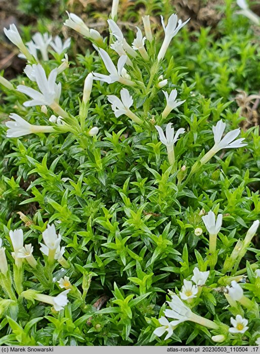 Phlox caespitosa cv. Colulei