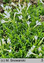 Phlox caespitosa cv. Colulei
