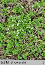 Phlox caespitosa cv. Colulei
