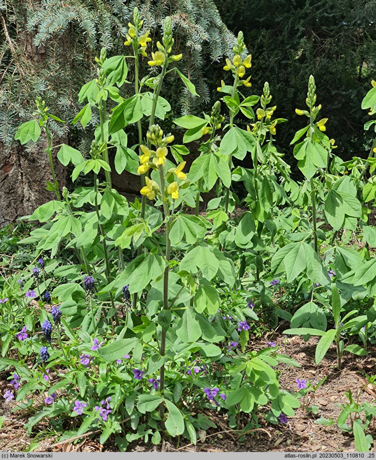 Thermopsis lanceolata