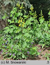 Thermopsis lanceolata