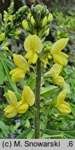 Thermopsis lanceolata
