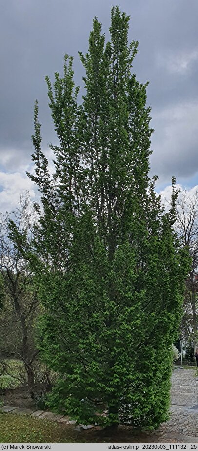Carpinus betulus Frans Fontaine