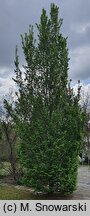 Carpinus betulus Frans Fontaine