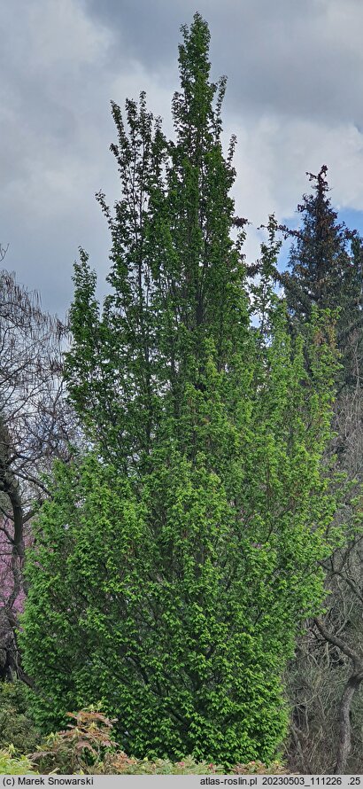Carpinus betulus Frans Fontaine