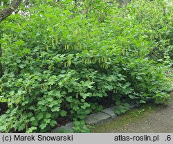 Ribes americanum (porzeczka amerykańska)
