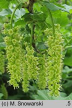 Ribes americanum (porzeczka amerykańska)