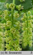 Ribes americanum (porzeczka amerykańska)