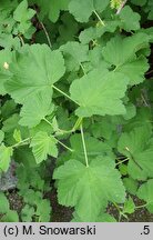 Ribes americanum (porzeczka amerykańska)