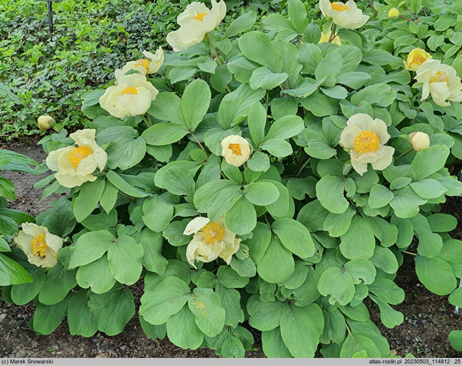 Paeonia mlokosewitschii (piwonia Młokosiewicza)