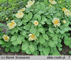 Paeonia mlokosewitschii (piwonia Młokosiewicza)