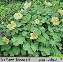 Paeonia mlokosewitschii (piwonia Młokosiewicza)