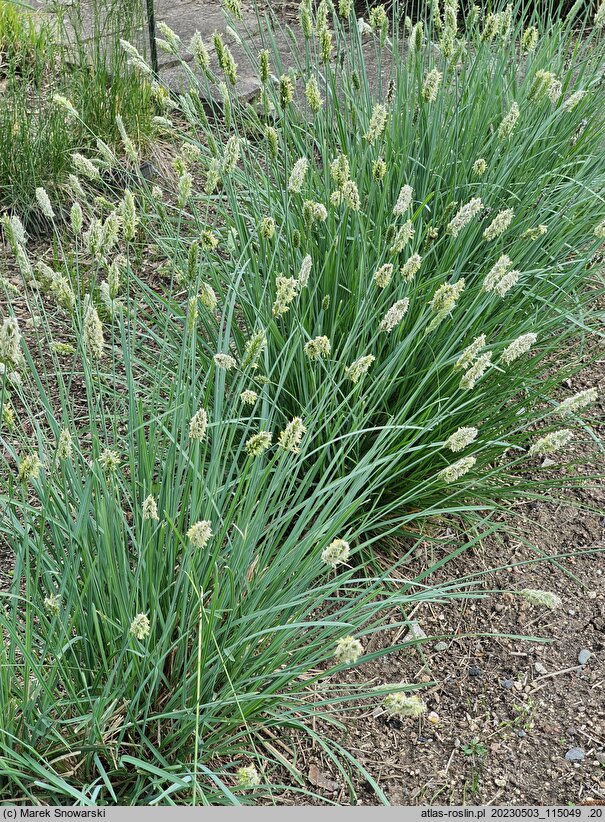 Sesleria nitida (sesleria lśniąca)