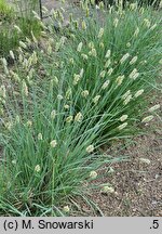 Sesleria nitida (sesleria lśniąca)