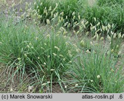 Sesleria nitida (sesleria lśniąca)