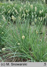 Sesleria nitida (sesleria lśniąca)