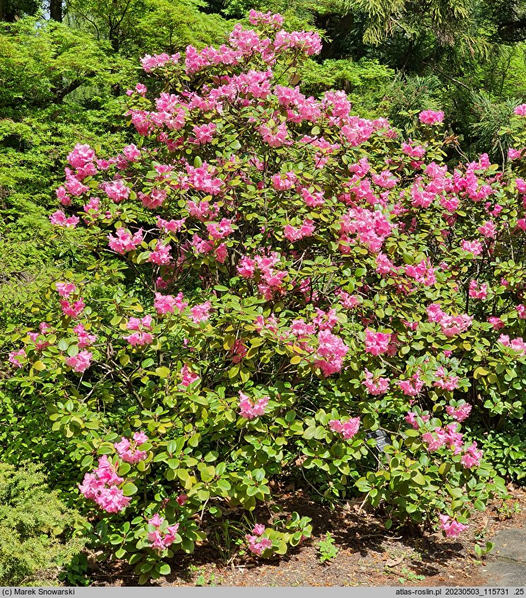 Rhododendron hort. Stockholm