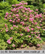 Rhododendron hort. Stockholm