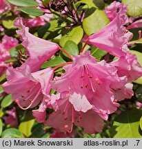 Rhododendron hort. Stockholm