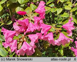 Rhododendron hort. Stockholm