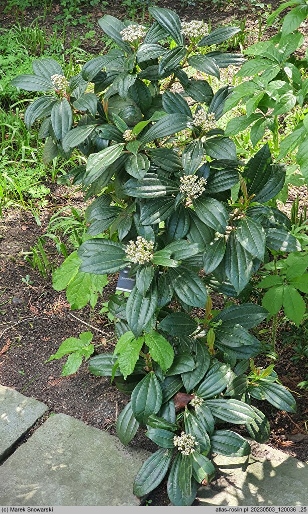 Viburnum davidi (kalina Davida)