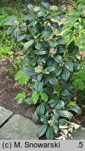 Viburnum davidi (kalina Davida)